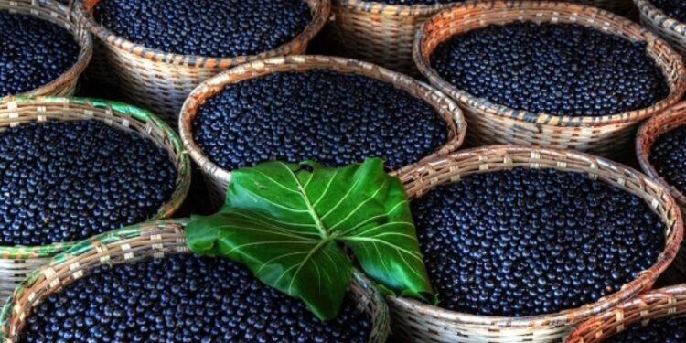 დასახელდა ახალი ხილი, რომელშიც კიბოს საწინააღმდეგო ნივთიერება აღმოაჩინეს – კვლევა